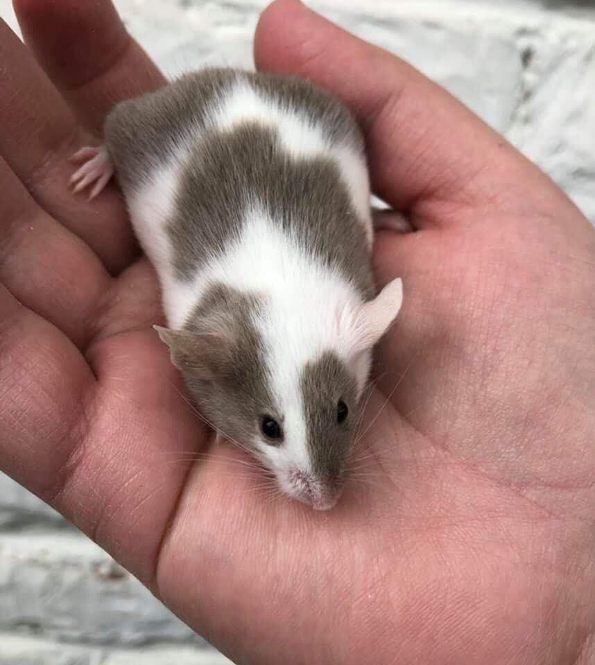 Fancy mouse Owned by other Mus musculus 