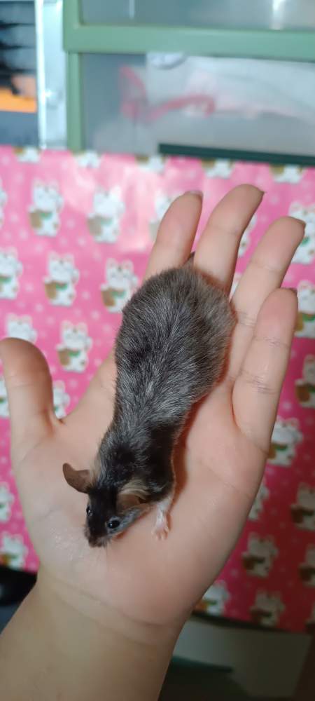 Fancy mouse Retired Mus musculus 