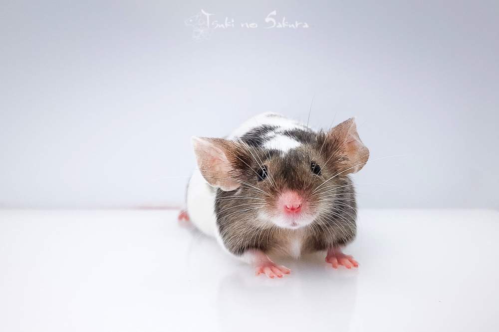 Fancy mouse Retired Mus musculus 