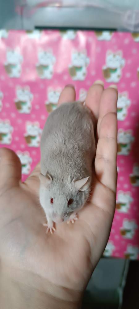 Fancy mouse Retired Mus musculus 