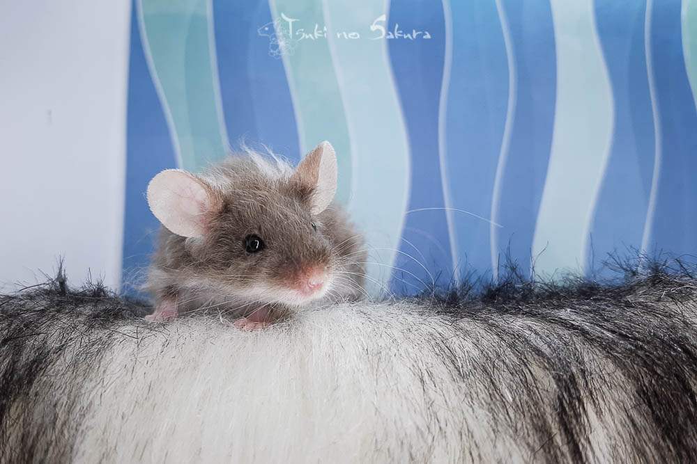 Fancy mouse Pet only Mus musculus 