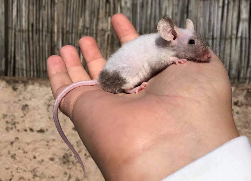 Fancy mouse Owned by other Mus musculus 