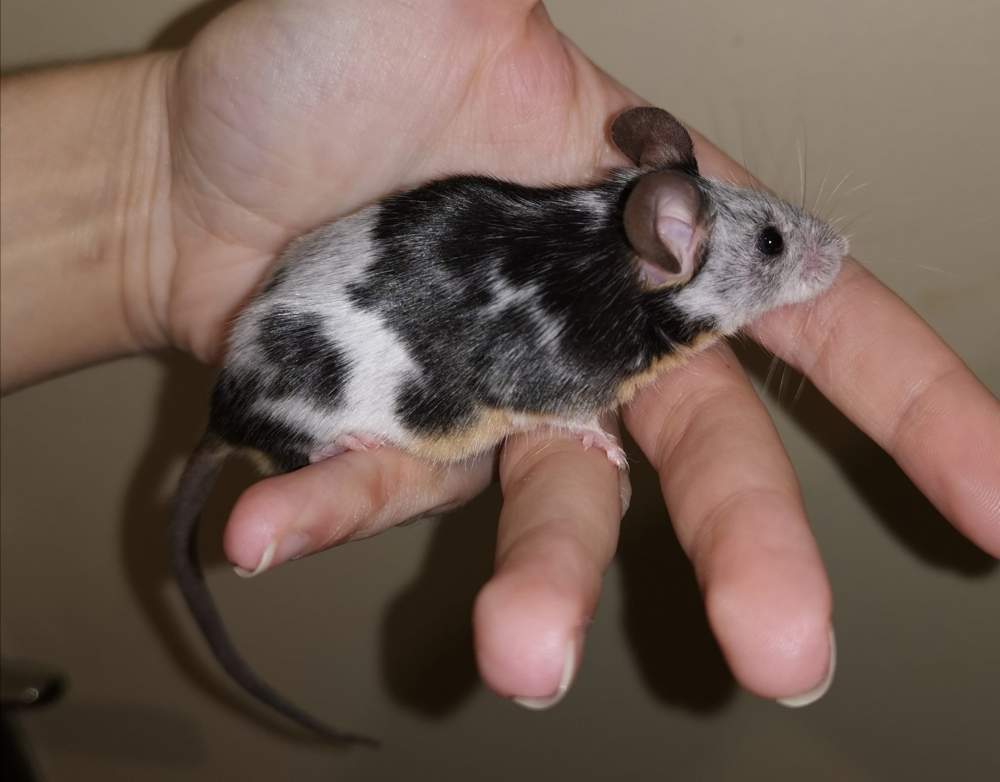 Fancy mouse Owned by other Mus musculus 