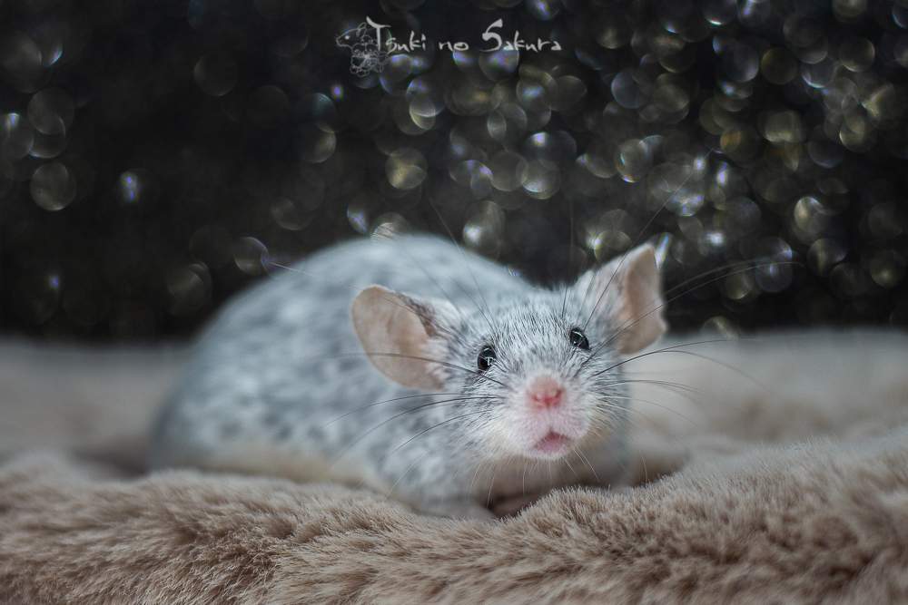Fancy mouse Deceased Mus musculus 