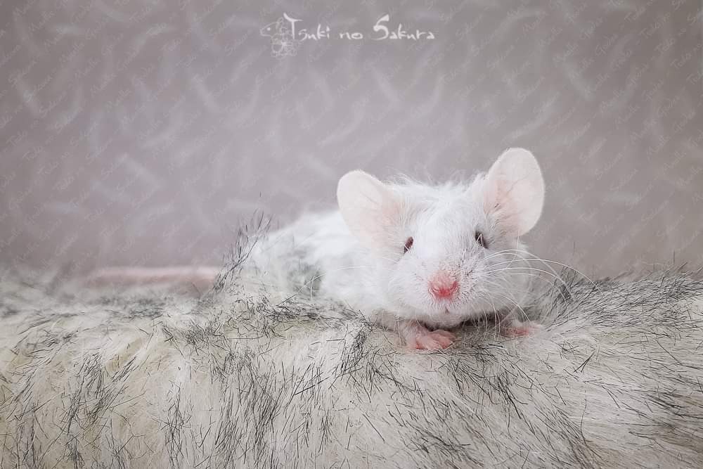 Fancy mouse Retired Mus musculus 