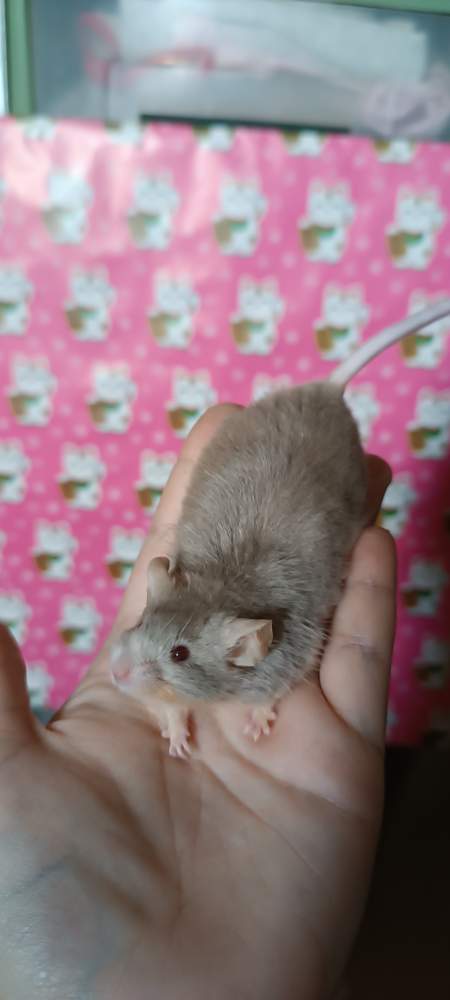 Fancy mouse Retired Mus musculus 