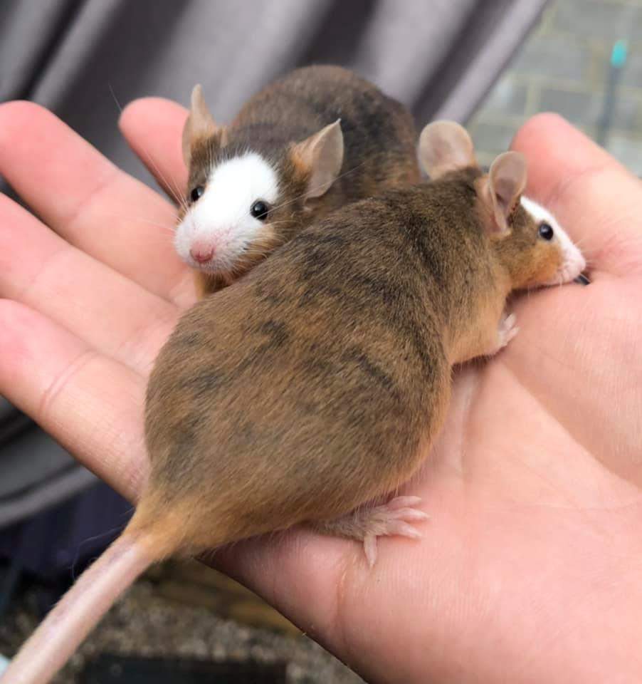 Fancy mouse Owned by other Mus musculus 