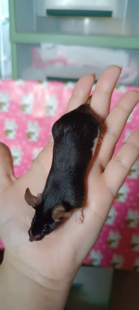 Fancy mouse Rehomed Mus musculus 