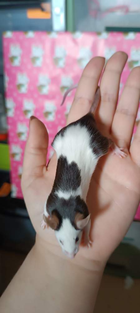 Fancy mouse Breeder Mus musculus 