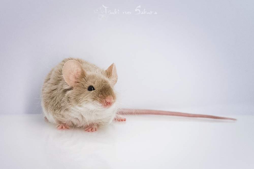 Fancy mouse Retired Mus musculus 