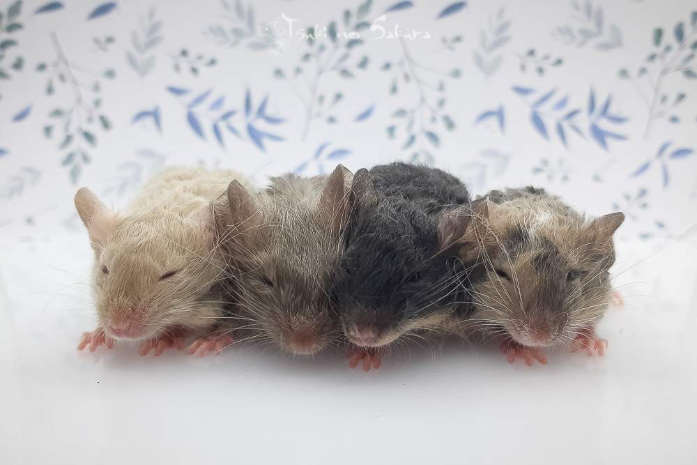 Fancy mouse Found Mus musculus 