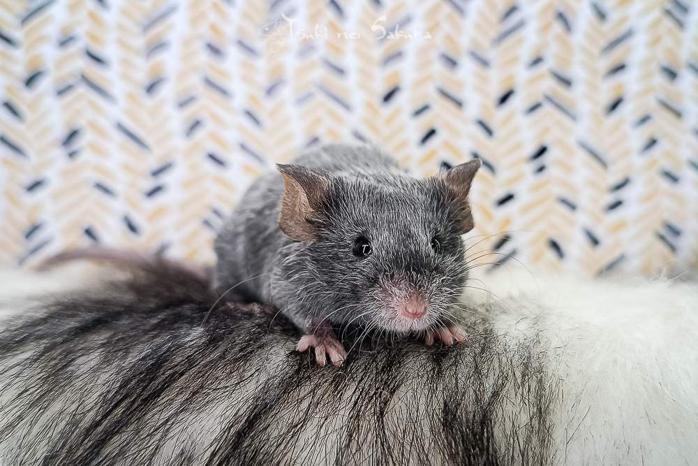 Fancy mouse Retired Mus musculus 