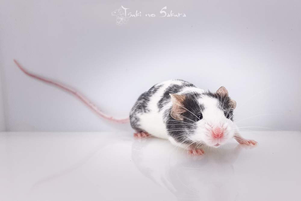 Fancy mouse Retired Mus musculus 