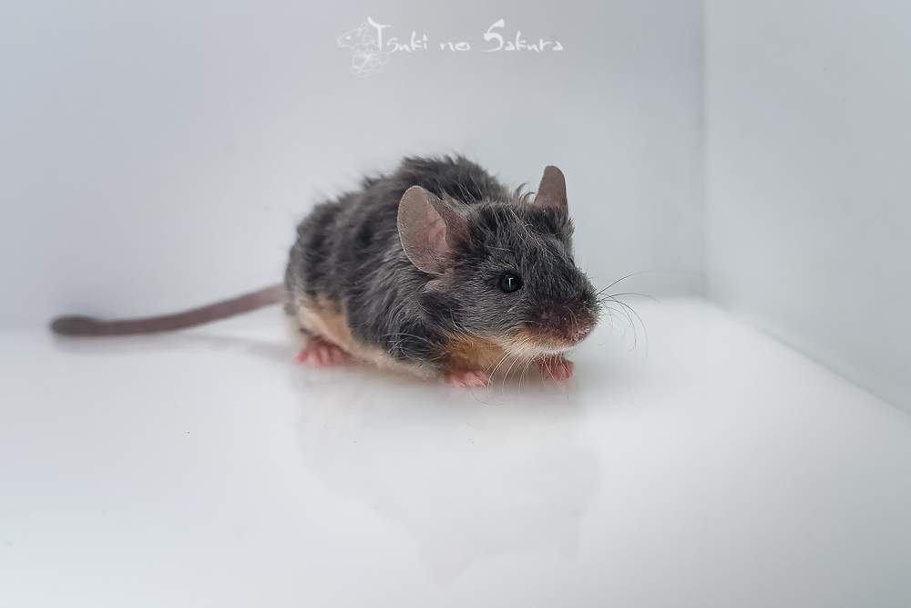 Fancy mouse Deceased Mus musculus 