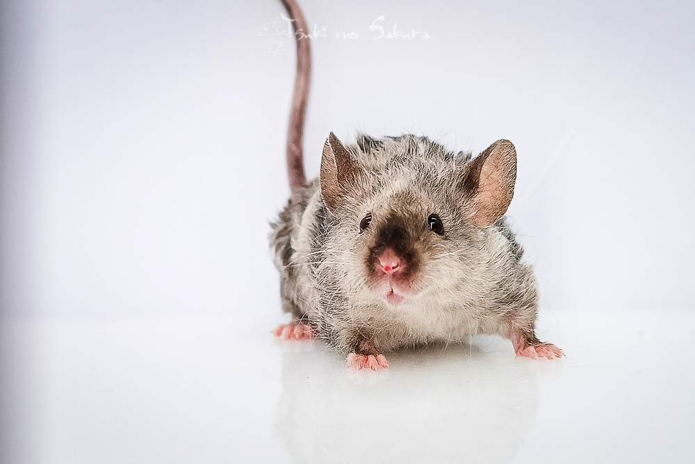 Fancy mouse Retired Mus musculus 