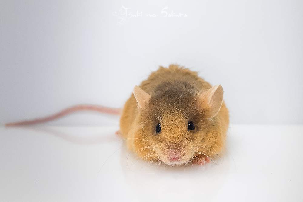 Fancy mouse Retired Mus musculus 