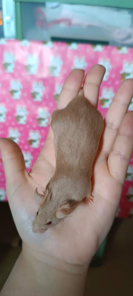Fancy mouse Breeder Mus musculus 