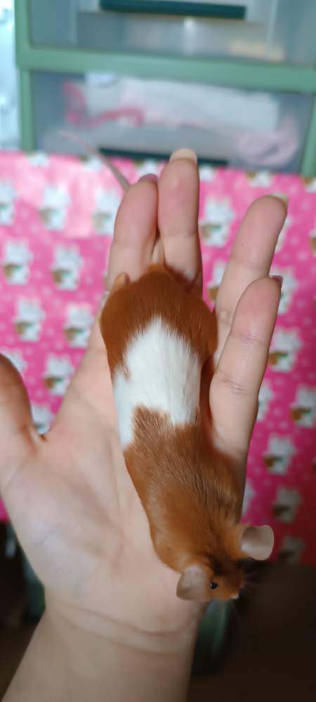 Fancy mouse Breeder Mus musculus 