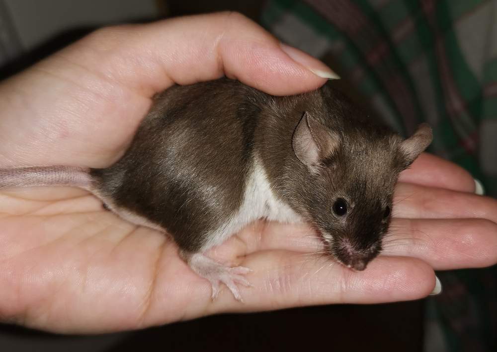 Fancy mouse Owned by other Mus musculus 