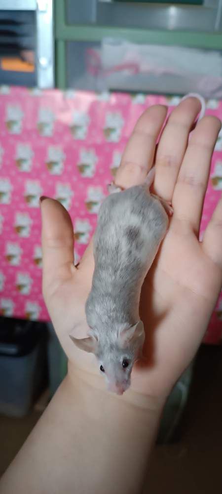 Fancy mouse Rehomed Mus musculus 