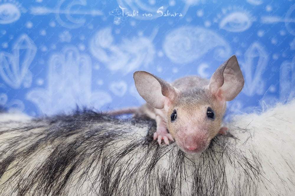 Fancy mouse Retired Mus musculus 