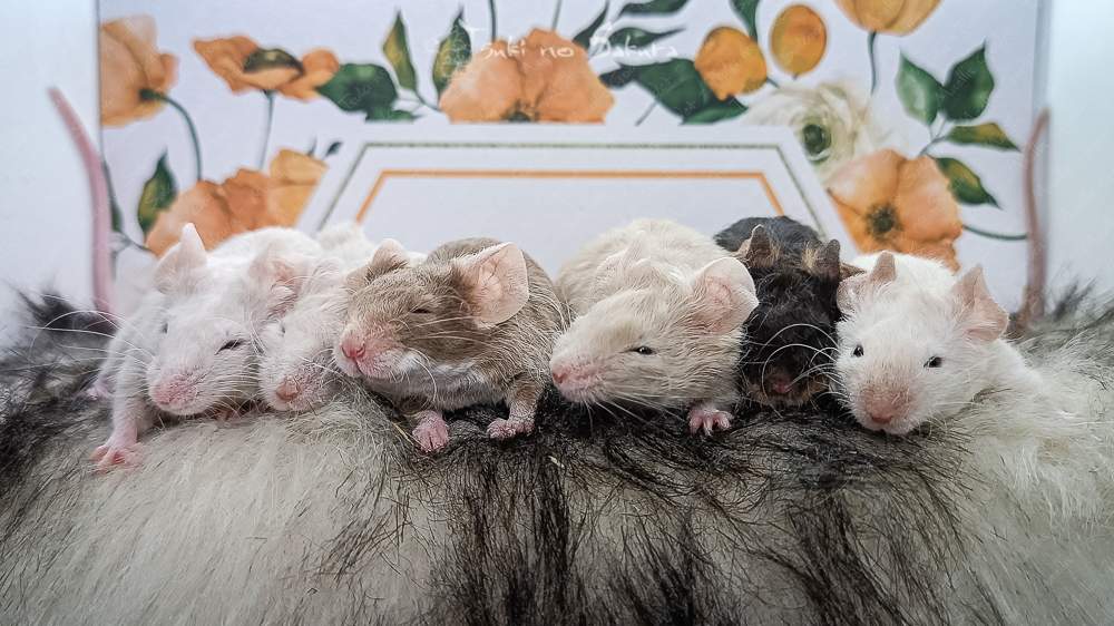 Fancy mouse Found Mus musculus 