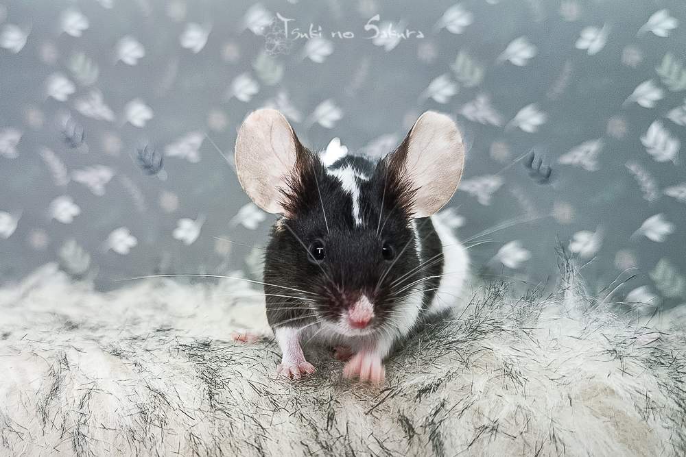 Fancy mouse Retired Mus musculus 