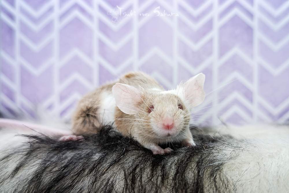 Fancy mouse Breeder Mus musculus 