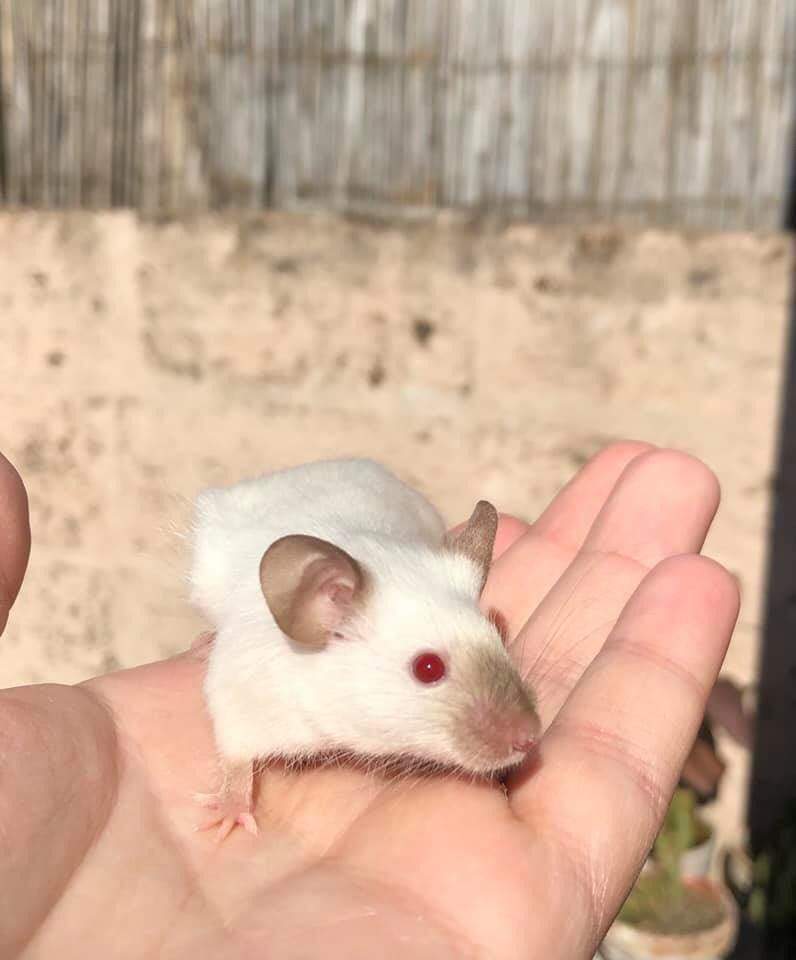 Fancy mouse Owned by other Mus musculus 