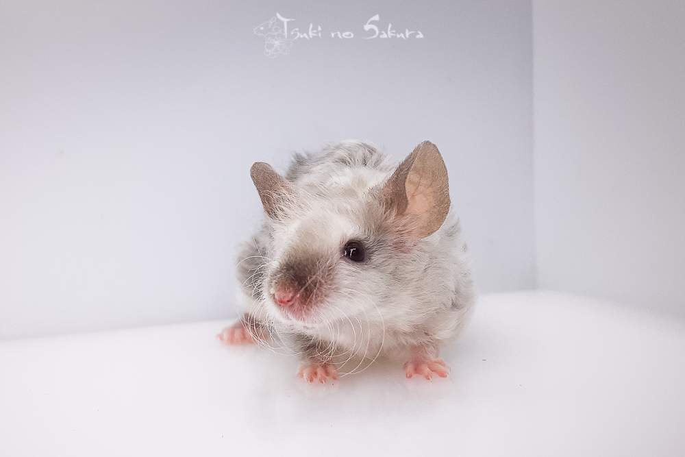 Fancy mouse Retired Mus musculus 