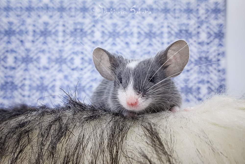 Fancy mouse Breeder Mus musculus 