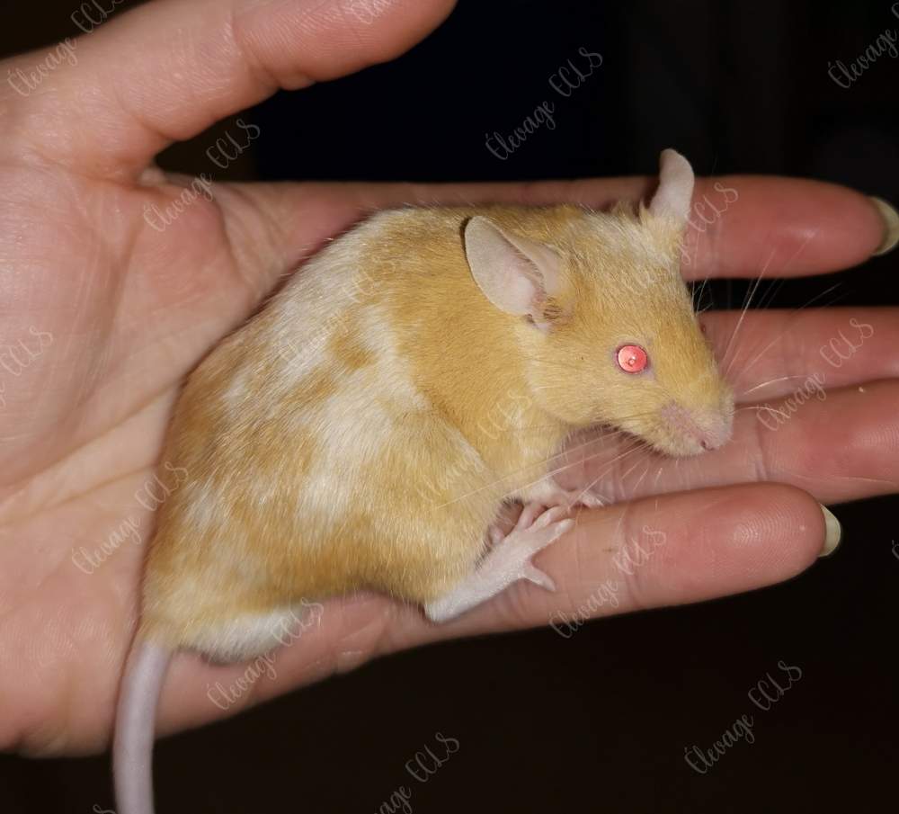 Fancy mouse Owned by other Mus musculus 