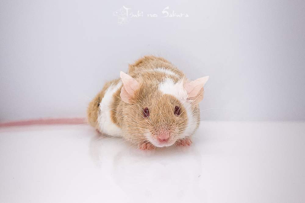 Fancy mouse Retired Mus musculus 