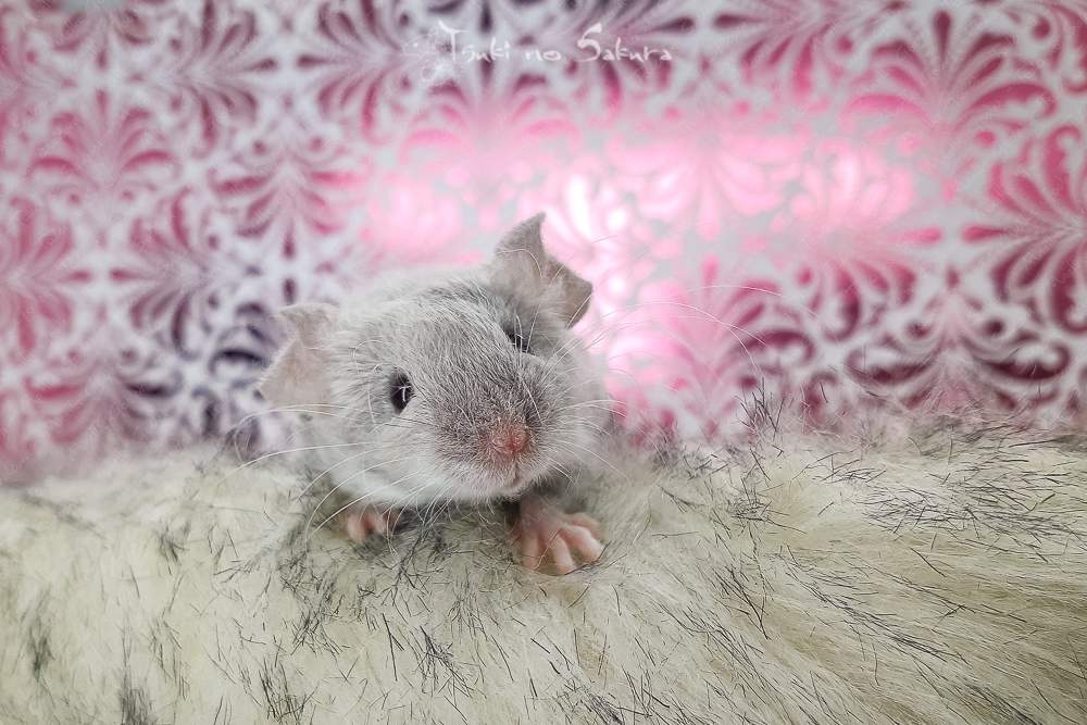 Fancy mouse Retired Mus musculus 