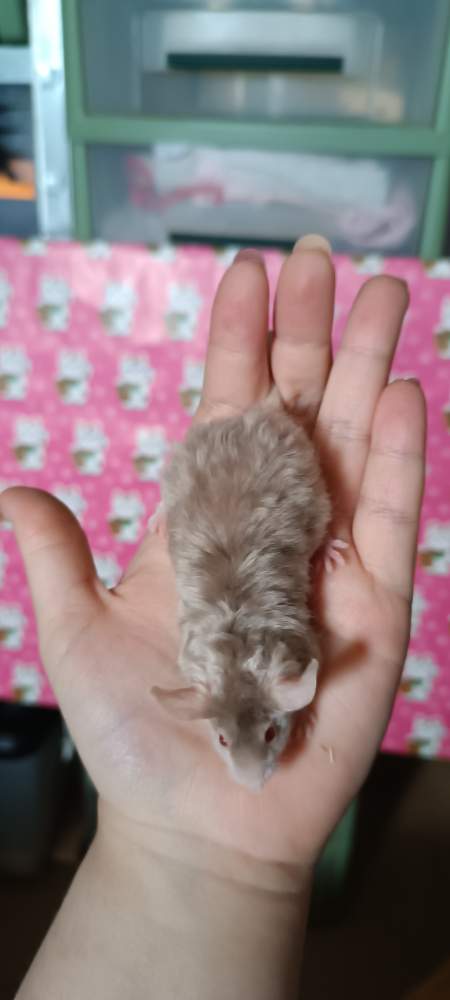 Fancy mouse Deceased Mus musculus 