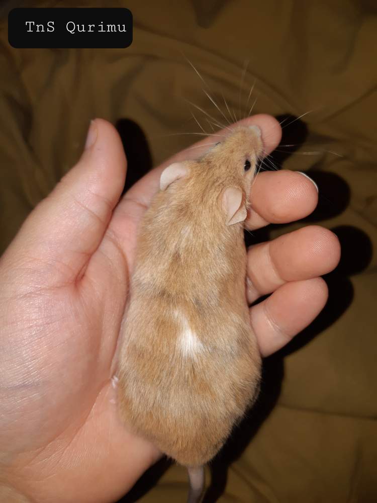 Fancy mouse Retired Mus musculus 