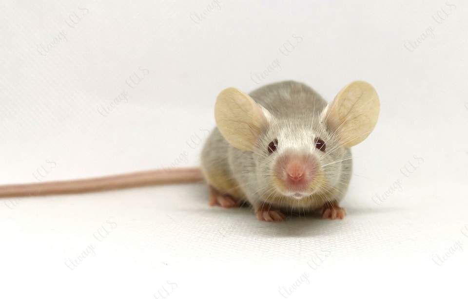 Fancy mouse Owned by other Mus musculus 