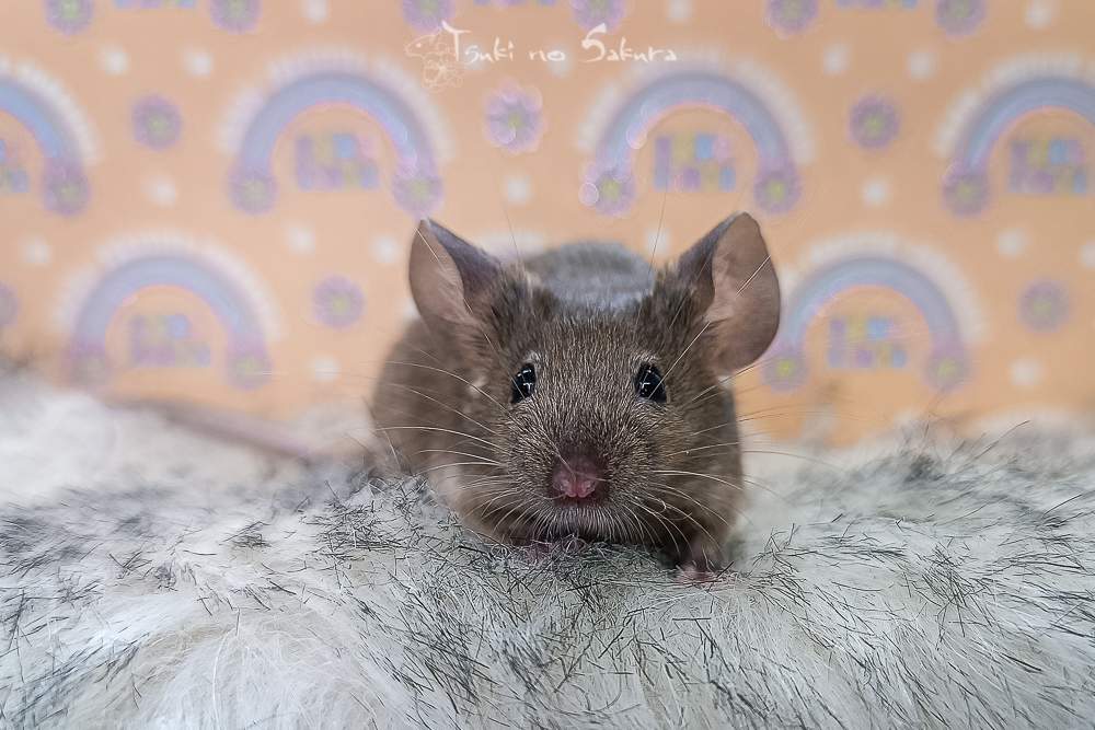 Fancy mouse Retired Mus musculus 