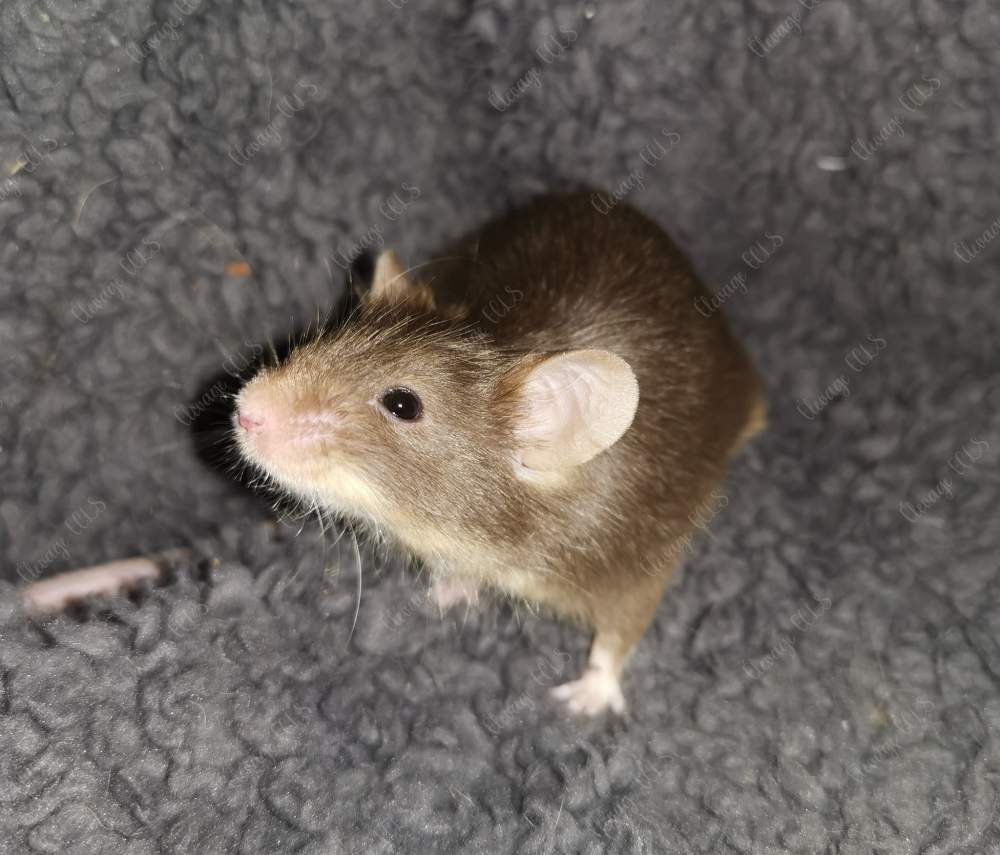 Fancy mouse Owned by other Mus musculus 