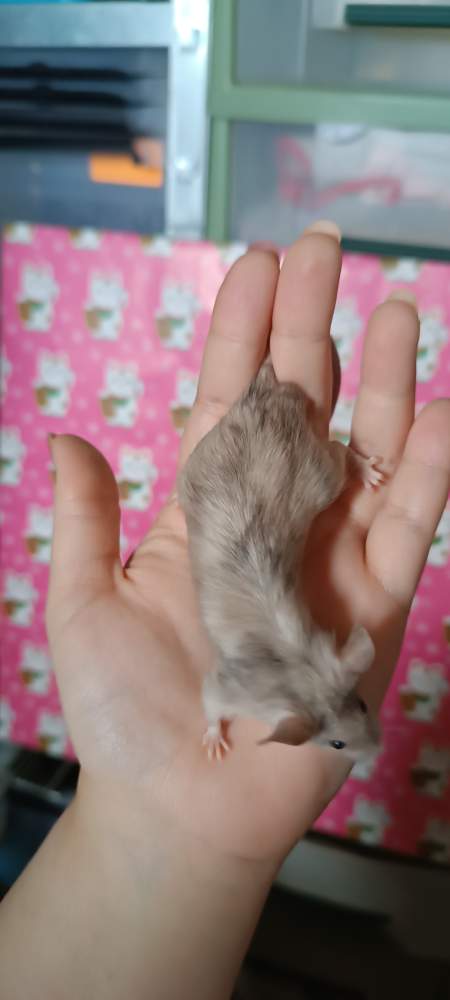 Fancy mouse Breeder Mus musculus 