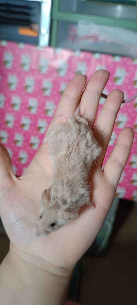 Fancy mouse Retired Mus musculus 