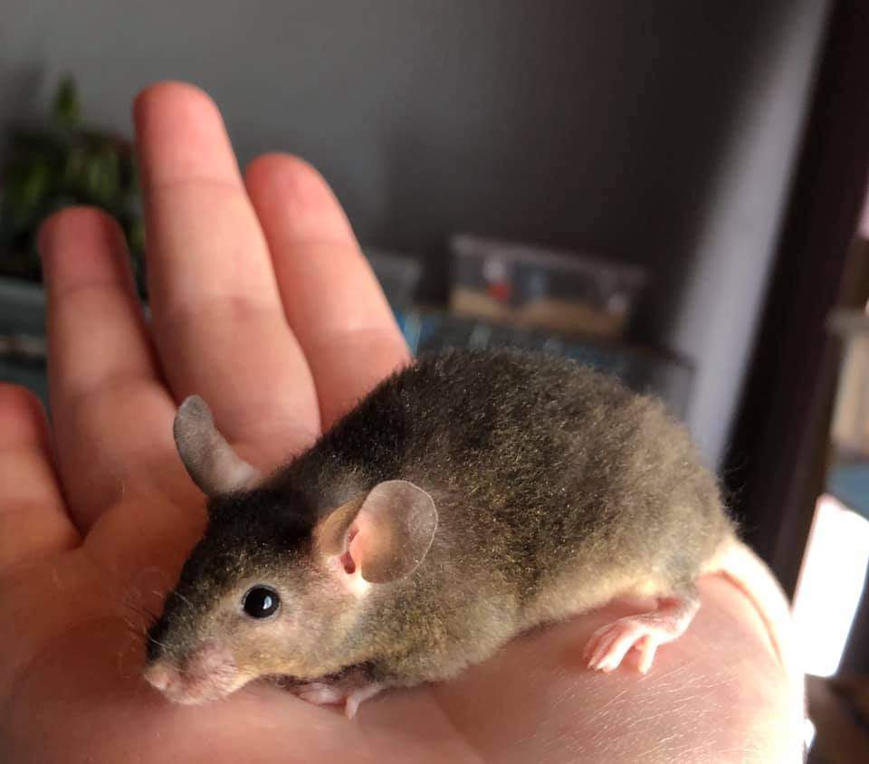 Fancy mouse Owned by other Mus musculus 