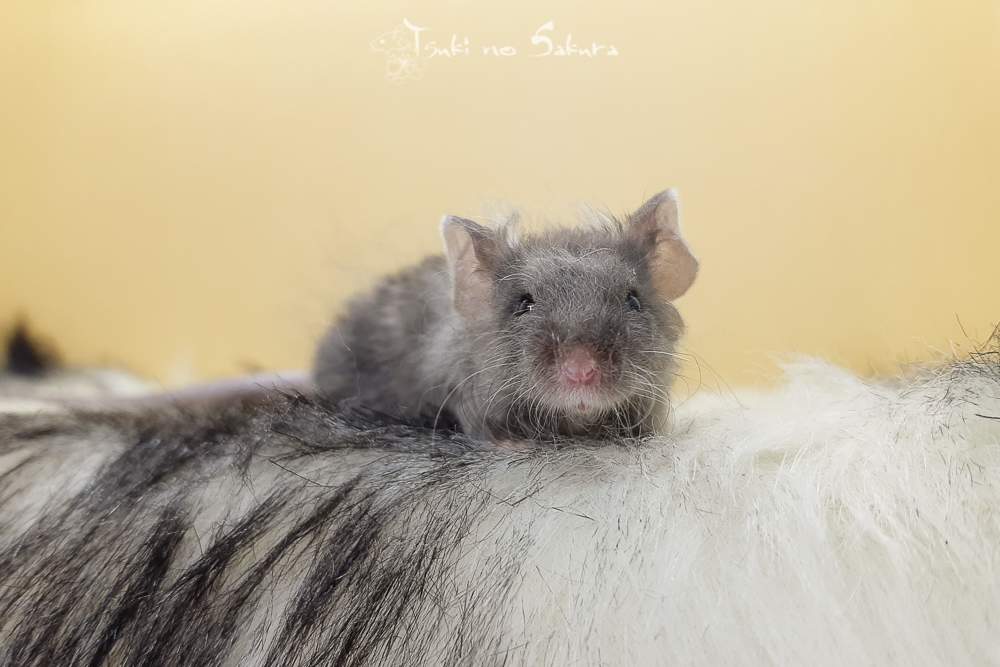Fancy mouse Retired Mus musculus 