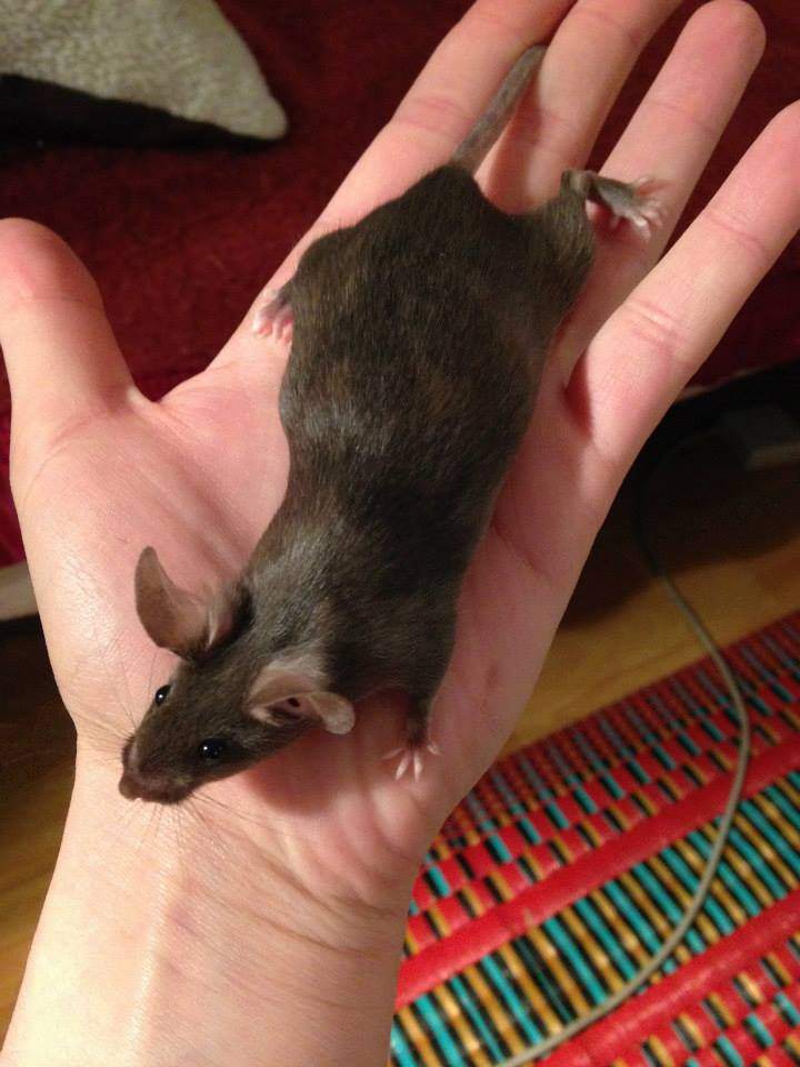 Fancy mouse Owned by other Mus musculus 