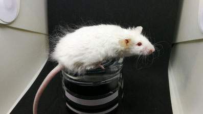 Fancy mouse Owned by other Mus musculus 