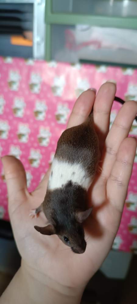 Fancy mouse Breeder Mus musculus 