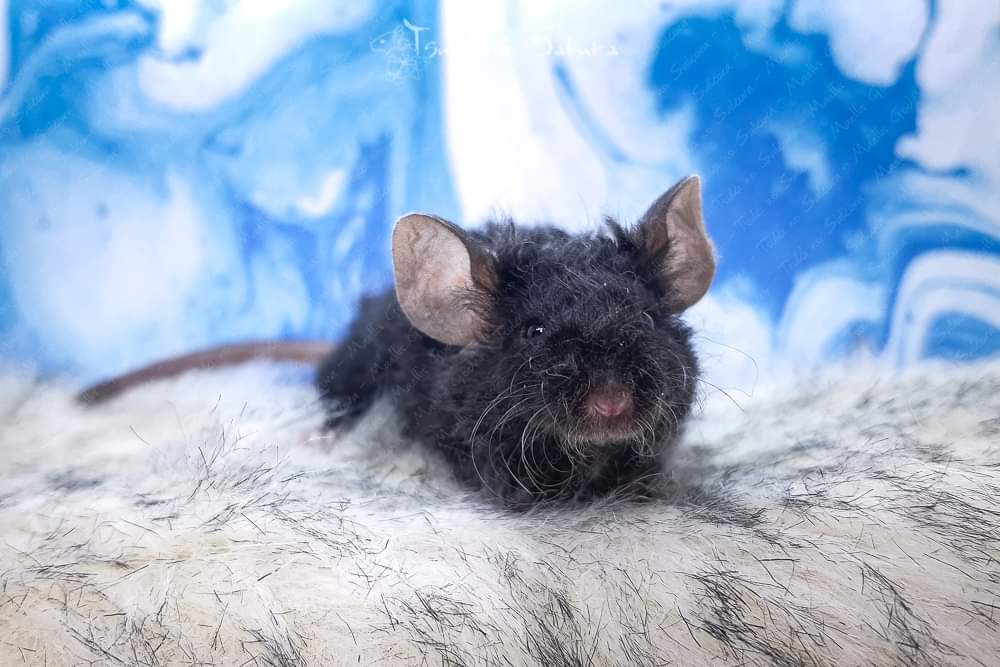 Fancy mouse Retired Mus musculus 