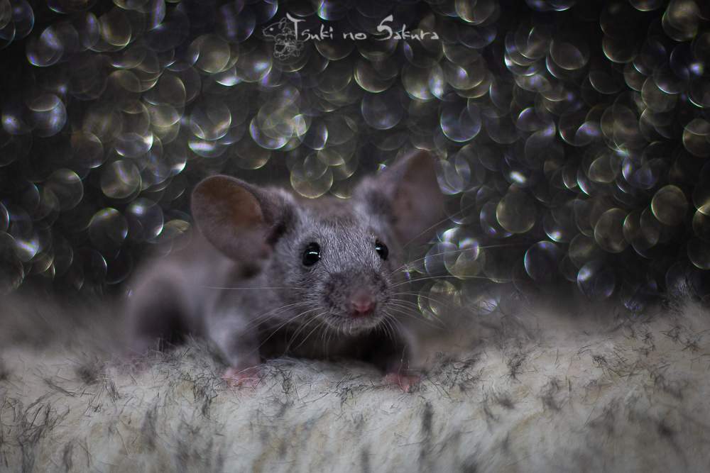Fancy mouse Deceased Mus musculus 