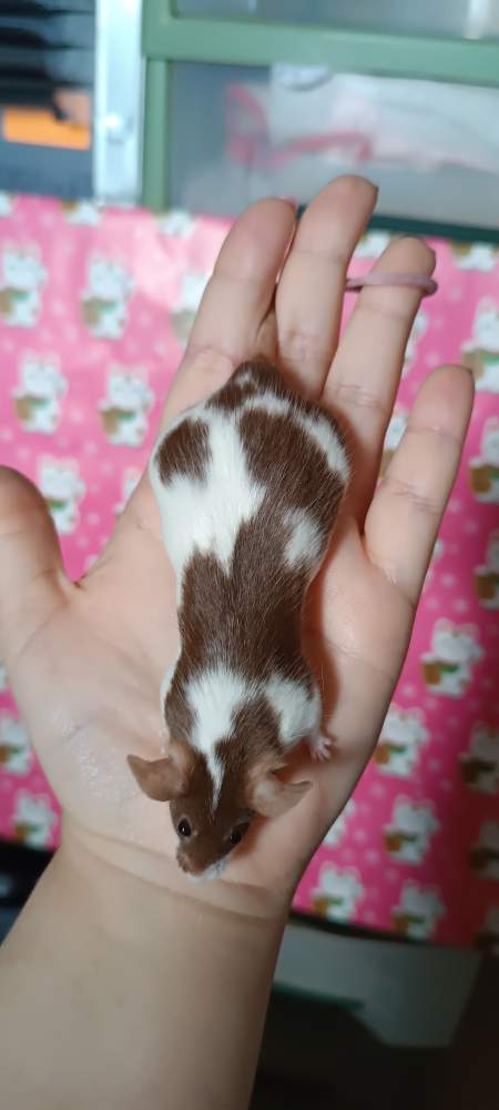 Fancy mouse Breeder Mus musculus 