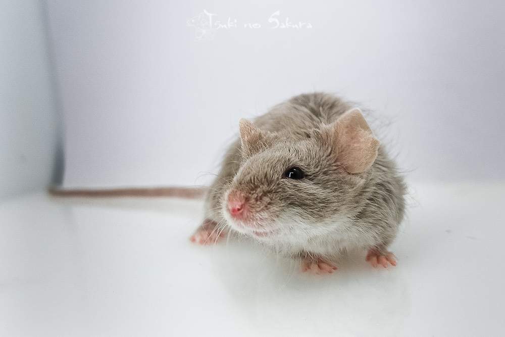 Fancy mouse Retired Mus musculus 